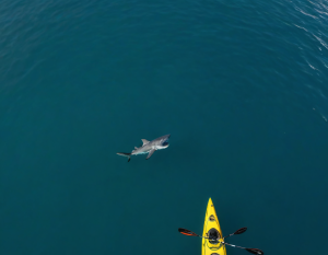 “Create an image of an aerial shot of a shark swimming below an unsuspecting kayaker”